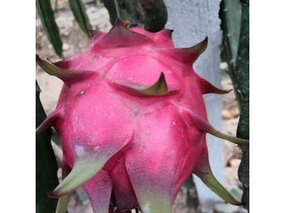 芜湖市南陵县红心火龙果图3