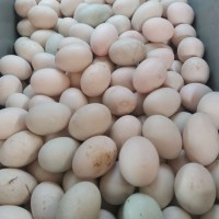 何湾镇土鸡蛋农家散养新鲜鸭蛋50枚