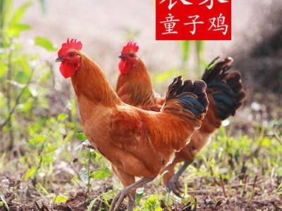 何湾镇农家童子鸡图3