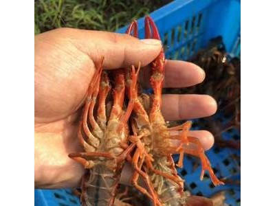 何湾镇稻虾共养小龙虾图4