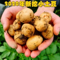 现挖土豆小土豆5斤新鲜品种洋芋农家自种马铃薯包邮