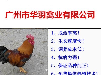 麻七鸡苗快大黄鸡苗麻鸡苗三黄鸡苗黑鸡苗乌鸡苗珍珠鸡苗活体批发图5