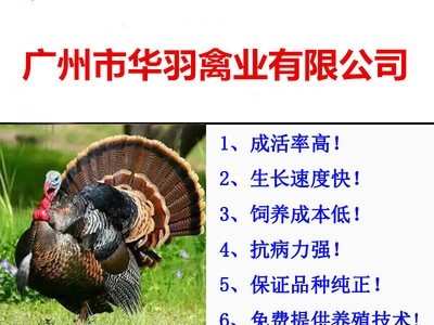 火鸡苗青铜火鸡苗 贝蒂娜火鸡苗 厂家直销 诚信经营图5
