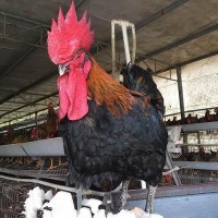 黑鸡苗快大肉鸡苗麻鸡苗三黄鸡苗土鸡苗乌鸡苗珍珠鸡苗活体批发
