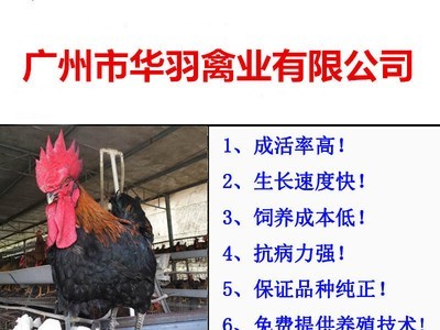 黑鸡苗快大肉鸡苗麻鸡苗三黄鸡苗土鸡苗乌鸡苗珍珠鸡苗活体批发图4