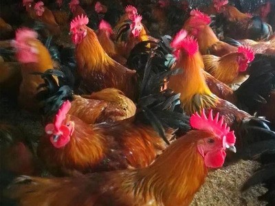 青脚土鸡苗瑶鸡苗红毛大公鸡苗家禽养殖动物种苗广州鸡苗批发活体图2