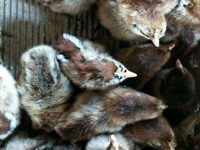 青脚土鸡苗瑶鸡苗红毛大公鸡苗家禽养殖动物种苗广州鸡苗批发活体图5