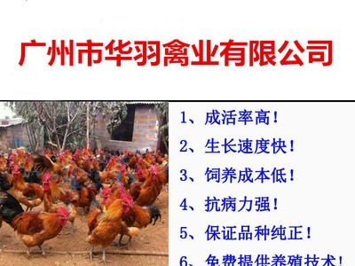 青脚土鸡苗瑶鸡苗红毛大公鸡苗家禽养殖动物种苗广州鸡苗批发活体图4