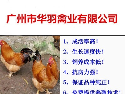 三黄土鸡苗 黄花公 草原红 红公鸡 珍珠鸡苗 乌鸡 活体批发图5