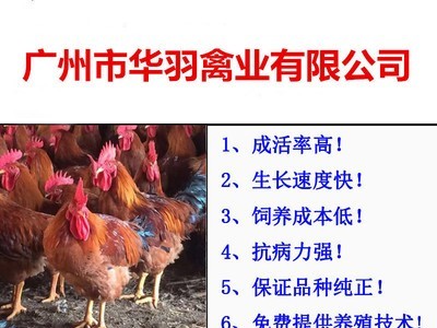 鸡苗批发天露麻五大红公鸡冠型漂亮抗病力强适合东北市场厂家直销图4