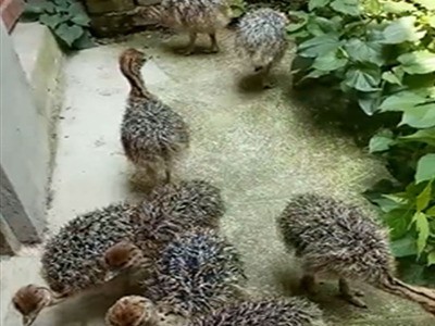 珍禽苗批发三黄鸡苗麻鸡苗肉鸡苗厂家直销诚信经营图3