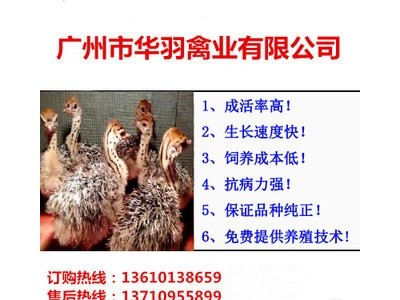 珍禽苗批发三黄鸡苗麻鸡苗肉鸡苗厂家直销诚信经营图4