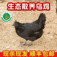 现货供应龙游农家散养母鸡现杀新鲜生鸡肉山林乌鸡厂家供应
