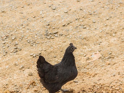 现货供应龙游农家散养母鸡现杀新鲜生鸡肉山林乌鸡厂家供应图3