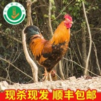 产地货源山林家禽散养无公害公鸡 原生散养土鸡 土鸡肉真空包装
