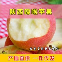 陕西嘎啦苹果新鲜脆甜红苹果非红富士非花牛自然成熟头茬现采现摘