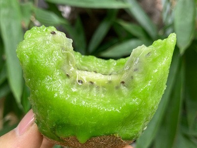 陕西周至翠香猕猴桃纯甜绿心奇异果非徐香非亚特应季水果新鲜采摘图2