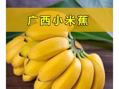 广西小米蕉新鲜香蕉粉蕉香甜软糯新鲜热带水果非大香蕉芭蕉皇帝蕉图3