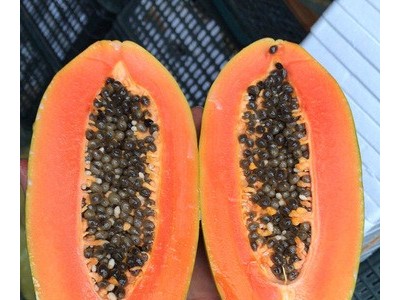 广西红心木瓜新鲜热带水果冰糖心当季现摘雷州青皮木瓜产妇水果图5