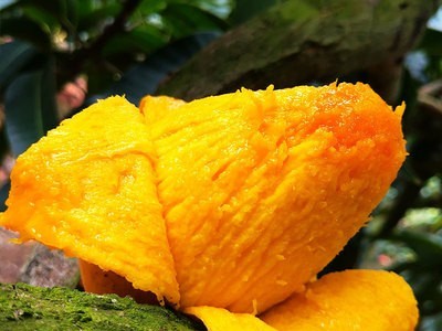 芒果现货烟味食足当季新鲜水果支持批发代发香甜多汁广西贵妃芒果图4
