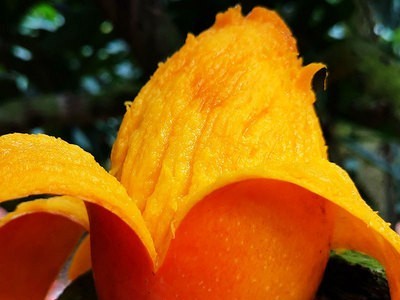 芒果现货烟味食足当季新鲜水果支持批发代发香甜多汁广西贵妃芒果图3