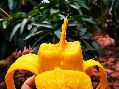 芒果现货烟味食足当季新鲜水果支持批发代发香甜多汁广西贵妃芒果图2