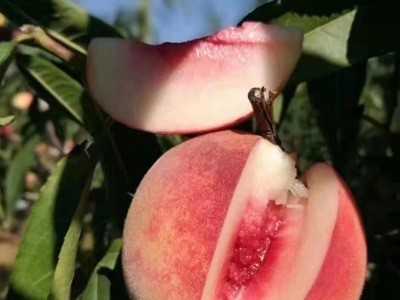 烟味食足当季水果新鲜采摘水蜜桃支持批发代发山东沂蒙山水蜜桃图4