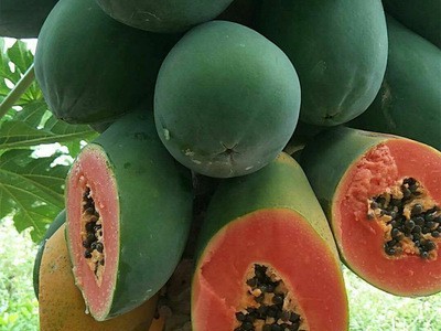烟味食足现货广西木瓜当季新鲜水果香甜可口支持批发代发红心木瓜图4