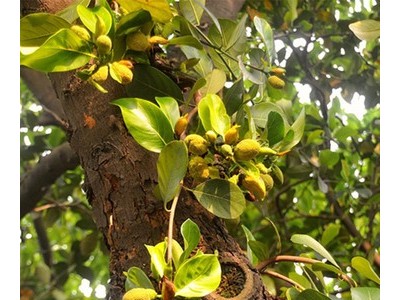 菠萝蜜海南黄肉干苞菠萝蜜新鲜水果代发当季热带黄心波罗蜜假榴莲图2