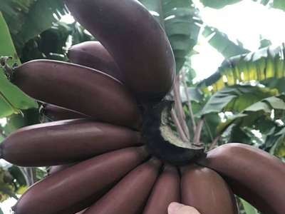 香蕉红美人香蕉红皮香蕉火龙蕉新鲜孕妇水果非青香蕉微商一件代发图2