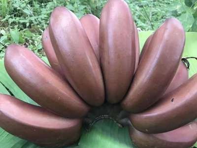 香蕉红美人香蕉红皮香蕉火龙蕉新鲜孕妇水果非青香蕉微商一件代发图4