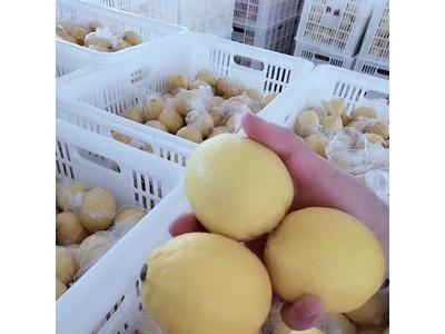 当季新鲜尤力克小柠檬水果万州黄柠檬薄皮现货包邮图4