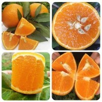四川高山沃柑当季新鲜水果纯甜甜橘子5斤/9斤现货批发