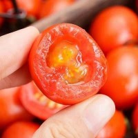 新鲜圣女果4.8斤千禧樱桃小番茄水果农家西红柿蔬菜现货批发