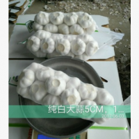 金乡大蒜出口 供应金乡纯白大蒜 山东厂家大蒜批发