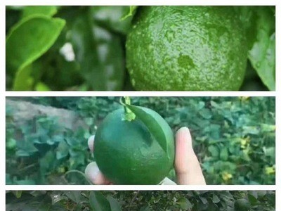 当季新鲜重庆万州青柠檬多汁皮薄酸味足新鲜采摘青柠檬现货批发图2