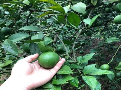 当季新鲜重庆万州青柠檬多汁皮薄酸味足新鲜采摘青柠檬现货批发图5