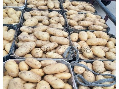 批发供应农产品食用马铃薯 新鲜黄心香糯土豆图3