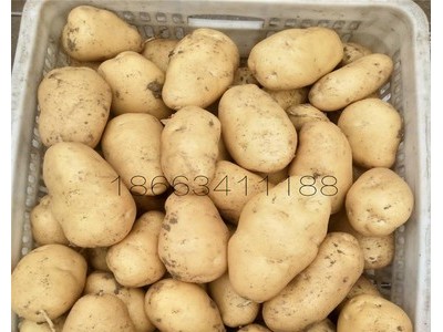 批发供应农产品食用马铃薯 新鲜黄心香糯土豆图2