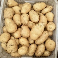 土豆出口马来，印尼，泰国，越南，新加坡，文莱，东帝汶 迪拜等