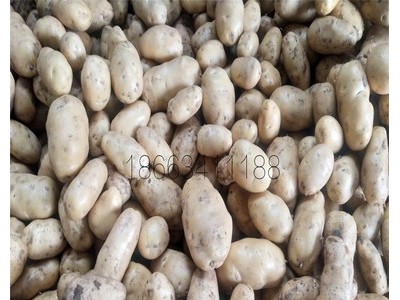 土豆出口马来，印尼，泰国，越南，新加坡，文莱，东帝汶 迪拜等图2