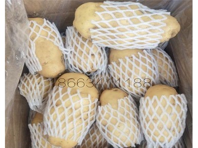 土豆出口马来，印尼，泰国，越南，新加坡，文莱，东帝汶 迪拜等图5