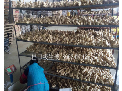 山东基地批发销售佐料配菜姜 餐厅食用农副产品新鲜生姜图3