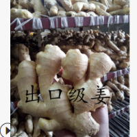 山东基地批发销售佐料配菜姜 餐厅食用农副产品新鲜生姜