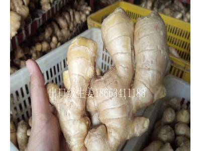 山东基地批发销售佐料配菜姜 餐厅食用农副产品新鲜生姜图2