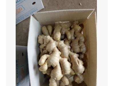 山东基地批发销售佐料配菜姜 餐厅食用农副产品新鲜生姜图4