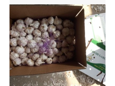 山东生鲜农产品基地长期供应食用大蒜 紫皮白头大蒜图2