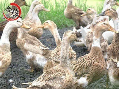 江西特产赣南吉安遂川风干板鸭批发咸香味农家腊鸭年货腊八节图5