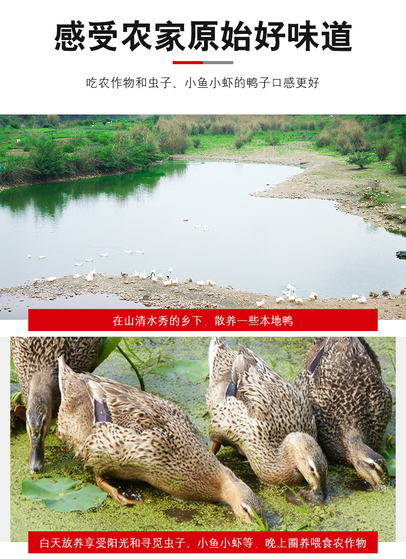 详情页_02.jpg