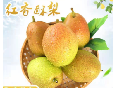 陕西红香酥梨新鲜应季孕妇水果脆甜青皮大雪梨特产一件批发代打图3